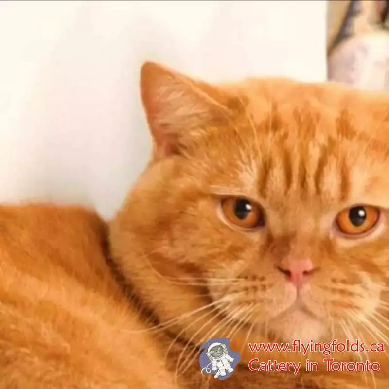 Bumblebee, British Shorthair Kitten Red, Toronto. FlyingFolds Cattery