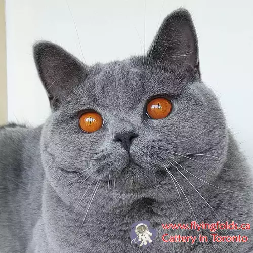 Imperator, British Shorthair Cat Blue, Toronto. FlyingFolds Cattery