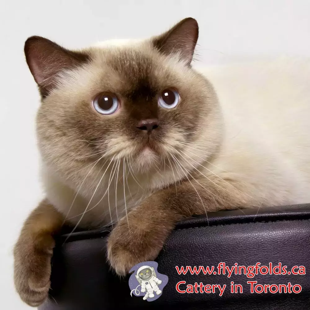 Bounty, British Shorthair Kitten Chocolate Pointed, Toronto. FlyingFolds Cattery