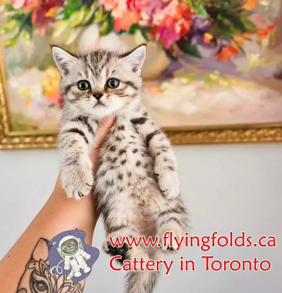 Sophia del Purk, British Shorthair Kitten Chocolate Spotted tabby, Toronto. FlyingFolds Cattery
