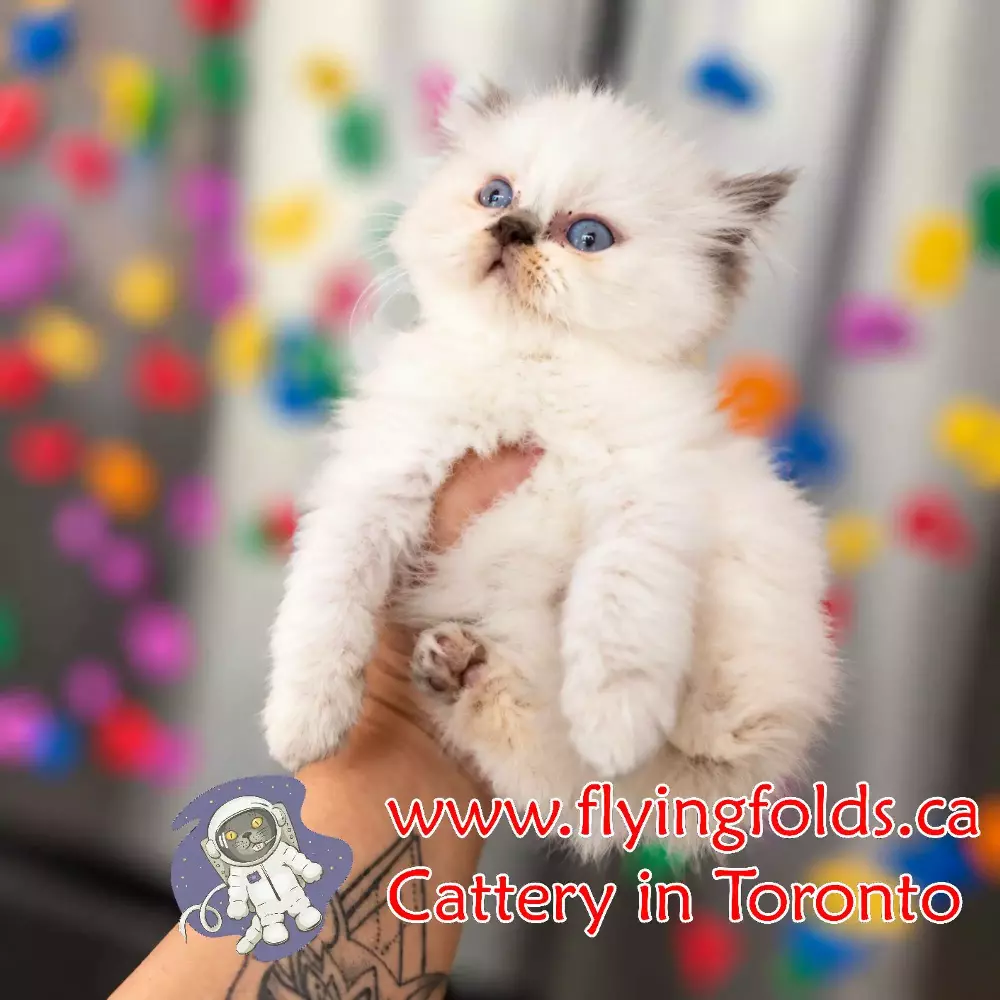 Baron von Häagen-Dazs, British Middlehair Kitten White Chocolate Pointed, Toronto. FlyingFolds Cattery