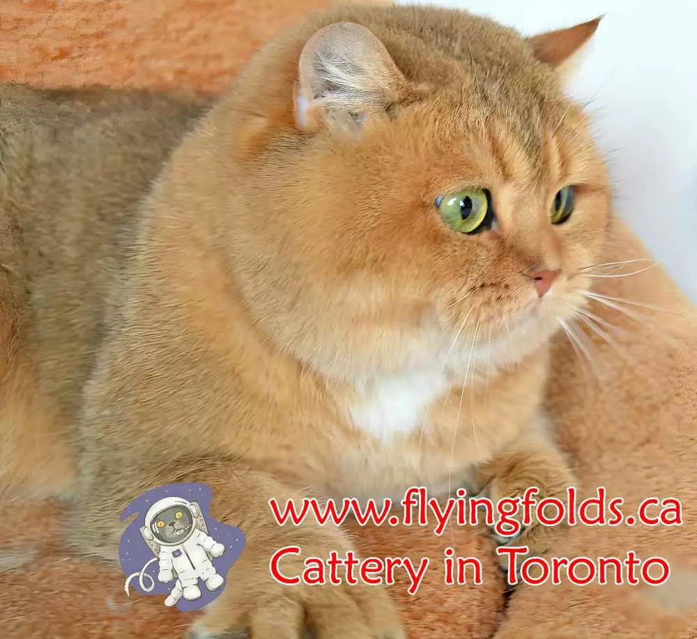 Dobrynya, British Shorthair Cat Black Golden Shaded, Toronto. FlyingFolds Cattery