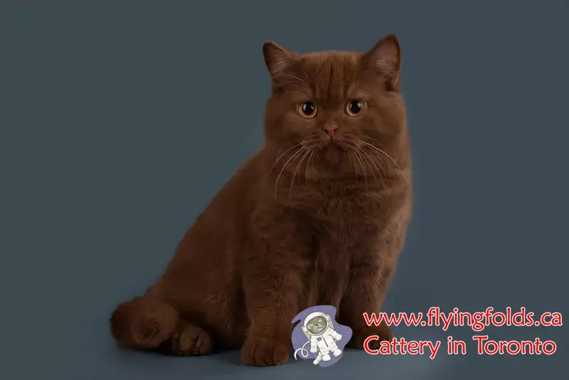 Nusha, British Shorthair Cat Cinnamon, Toronto. FlyingFolds Cattery