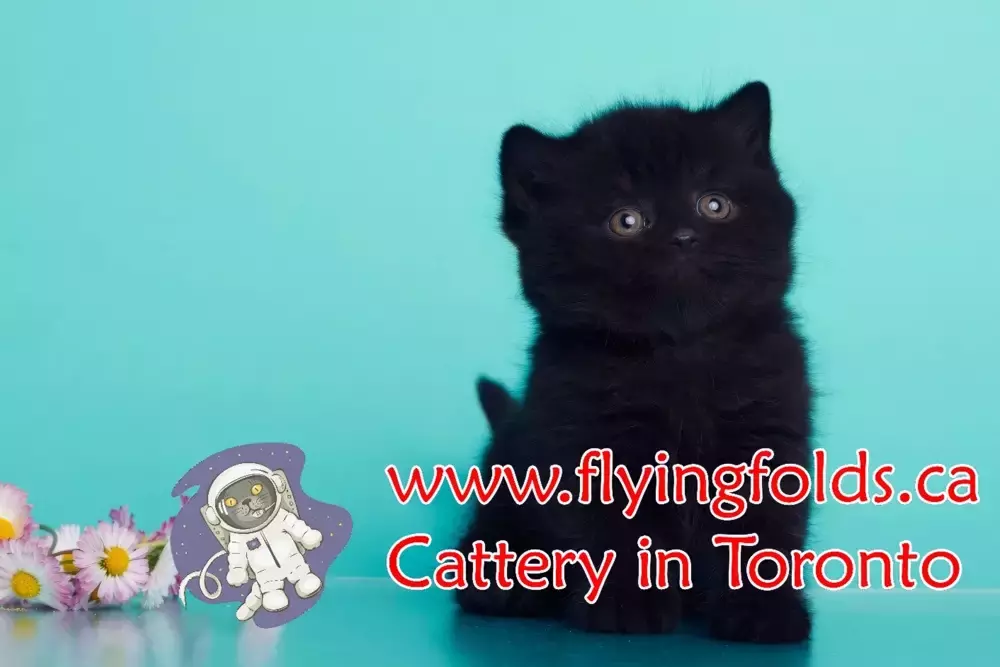 Nera del Toro, British Shorthair Kitten Black, Toronto. FlyingFolds Cattery