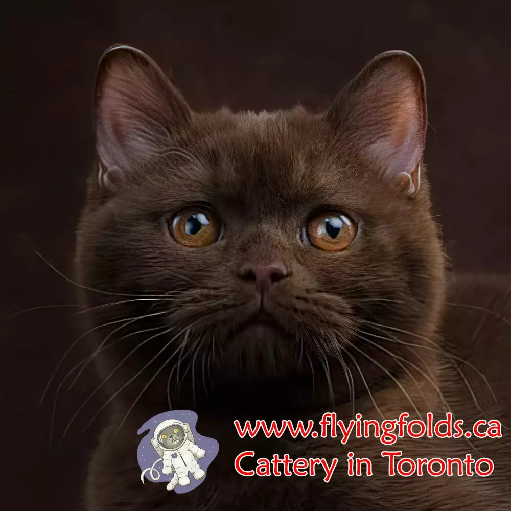Katyusha, British Shorthair Cat Chocolate, Toronto. FlyingFolds Cattery