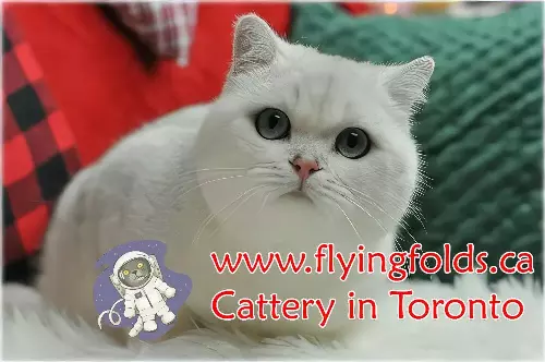 Jamaica of FlyingFolds, British Shorthair Cat Black Silver Shaded, Toronto. FlyingFolds Cattery