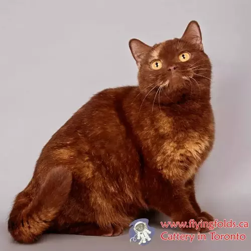Messina, British Shorthair Cat Chocolate tortie, Toronto. FlyingFolds Cattery