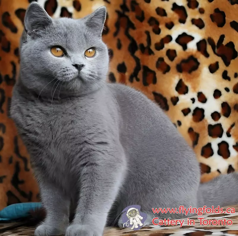 Montana, British Shorthair Cat Blue, Toronto. FlyingFolds Cattery