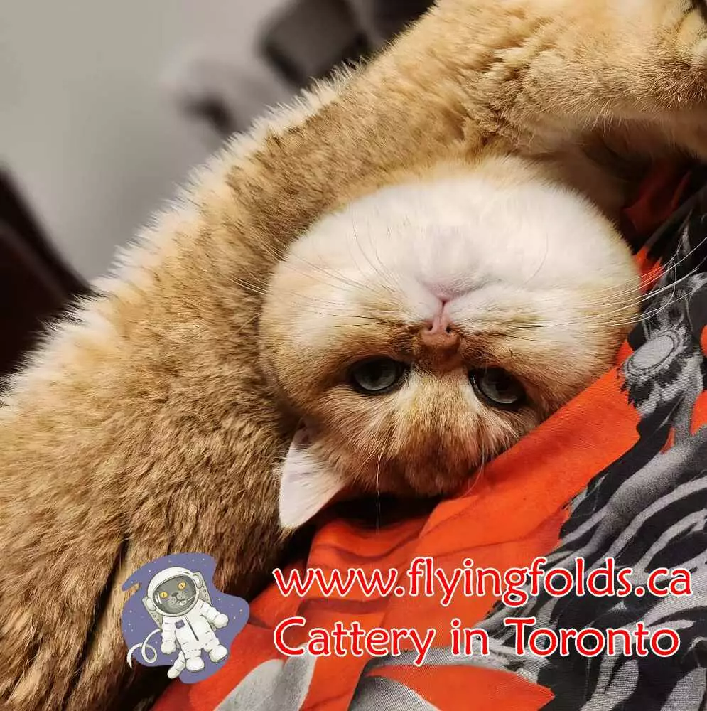 Dusha, British Shorthair Cat Black Golden Shaded, Toronto. FlyingFolds Cattery