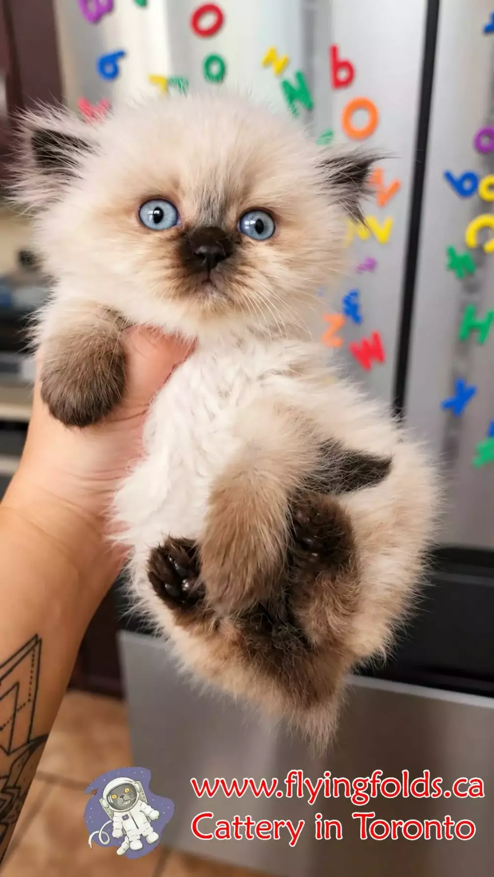 Baron von Cappuchino, British Middlehair Kitten Chocolate Cream Pointed, Toronto. FlyingFolds Cattery