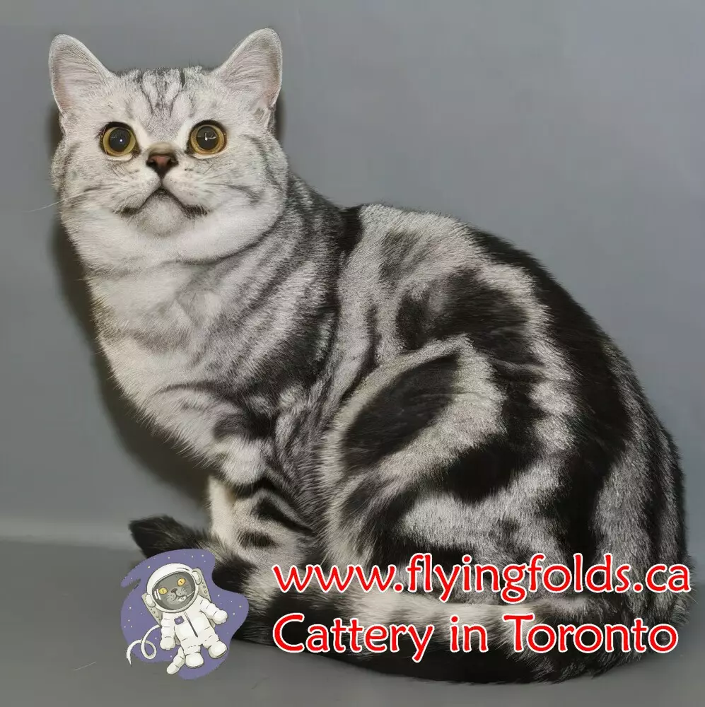 Vasilisa, British Shorthair Cat Silver Blue Spotted tabby, Toronto. FlyingFolds Cattery