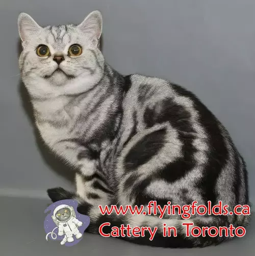 Vasilisa, British Shorthair Cat Silver Blue Spotted tabby, Toronto. FlyingFolds Cattery