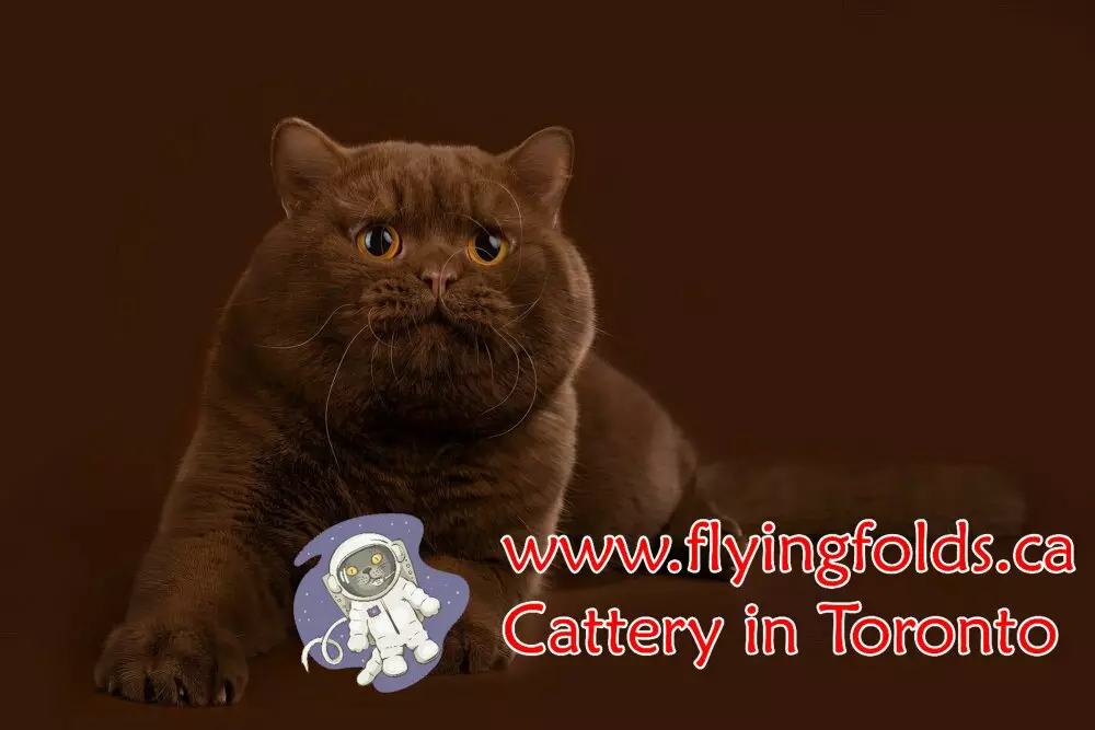 Winnie The Pooh, British Shorthair Cat Cinnamon, Toronto. FlyingFolds Cattery