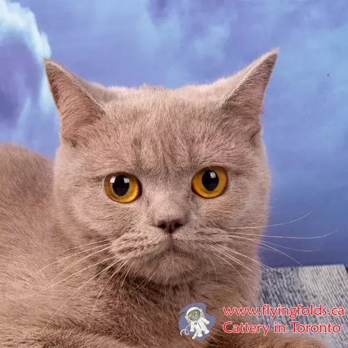 Trunya, British Shorthair Cat Lilac, Toronto. FlyingFolds Cattery