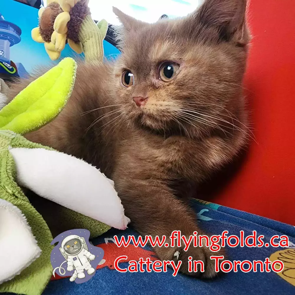 Rina, British Shorthair Kitten Chocolate tortie, Toronto. FlyingFolds Cattery