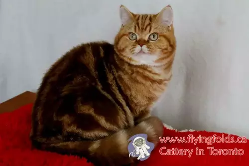 Eleonora, British Shorthair Cat Cinnamon Blotched Classic tabby, Toronto. FlyingFolds Cattery