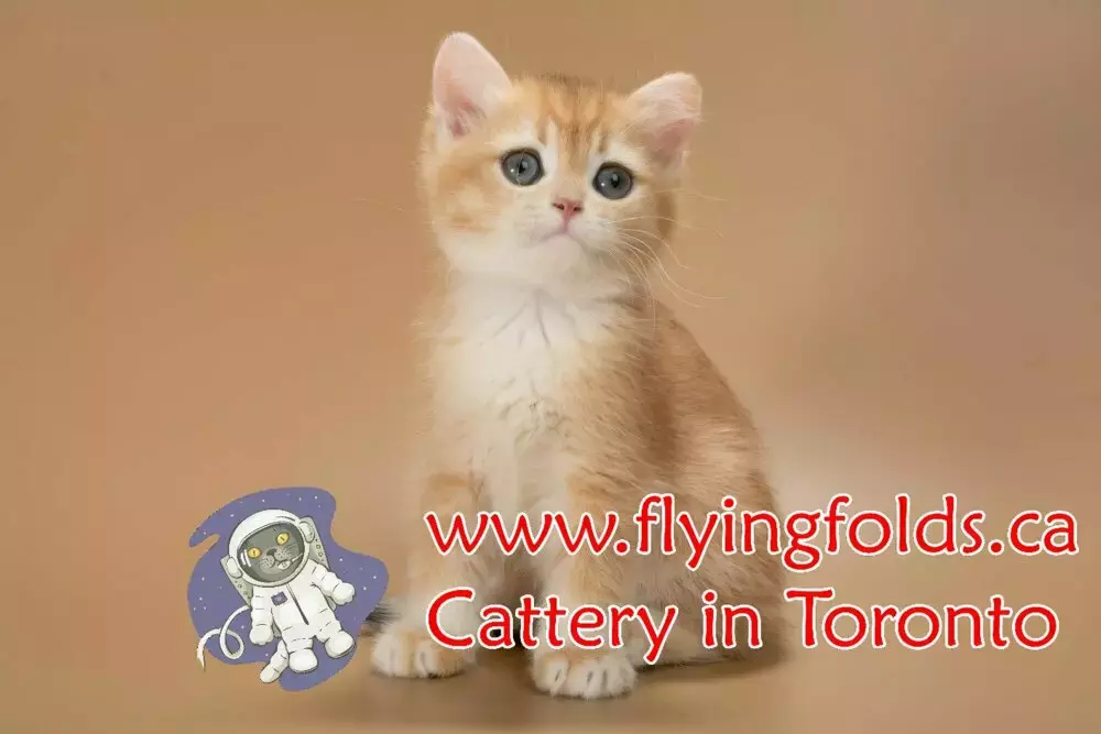 Midas di Farnese, British Shorthair Kitten Golden, Toronto. FlyingFolds Cattery